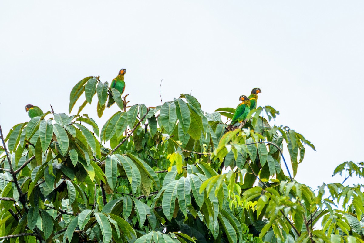 Orange-cheeked Parrot - ML636489918