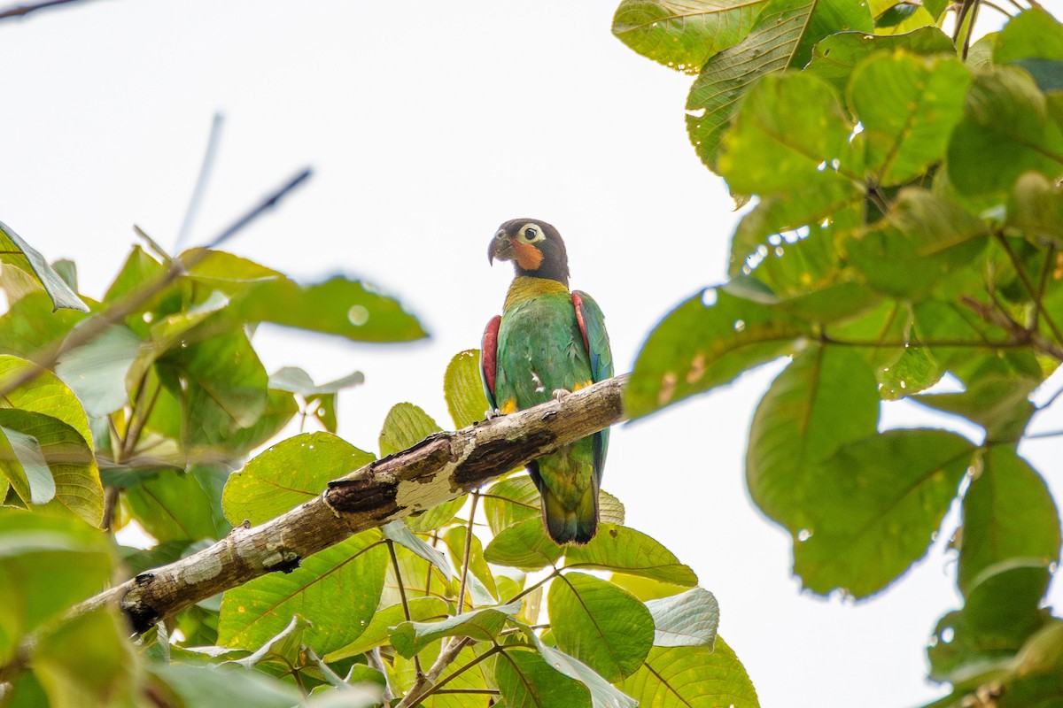 Orange-cheeked Parrot - ML636489919
