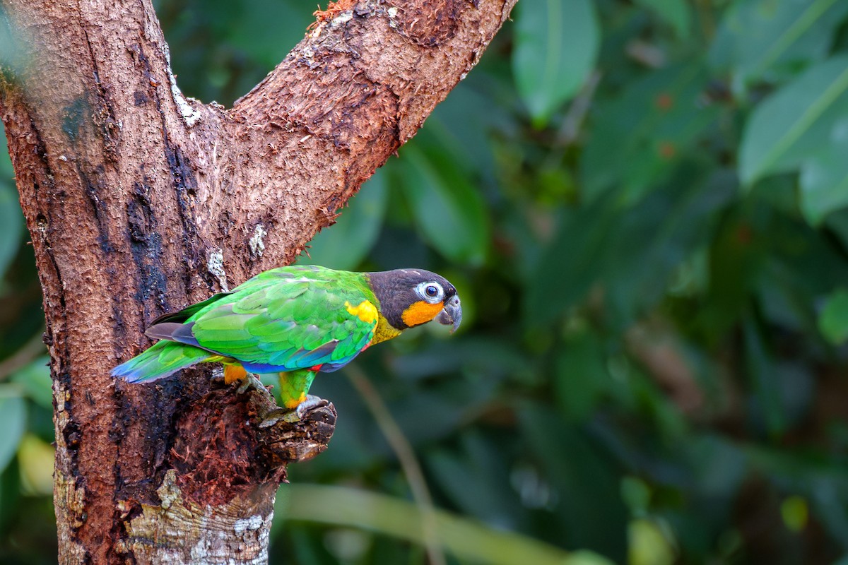 Orange-cheeked Parrot - ML636489920
