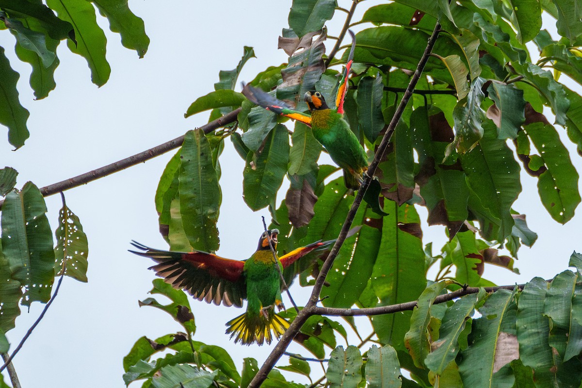 Orange-cheeked Parrot - ML636489921