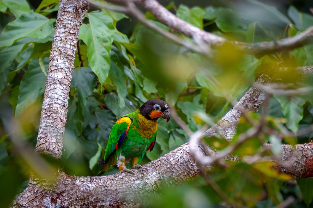 Orange-cheeked Parrot - ML636489923