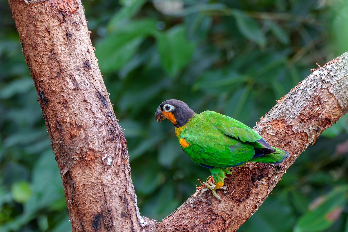 Orange-cheeked Parrot - ML636489924
