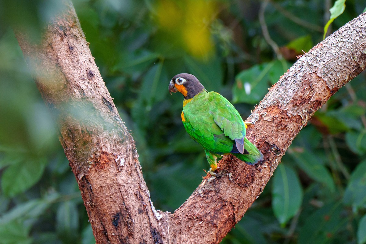 Orange-cheeked Parrot - ML636489925