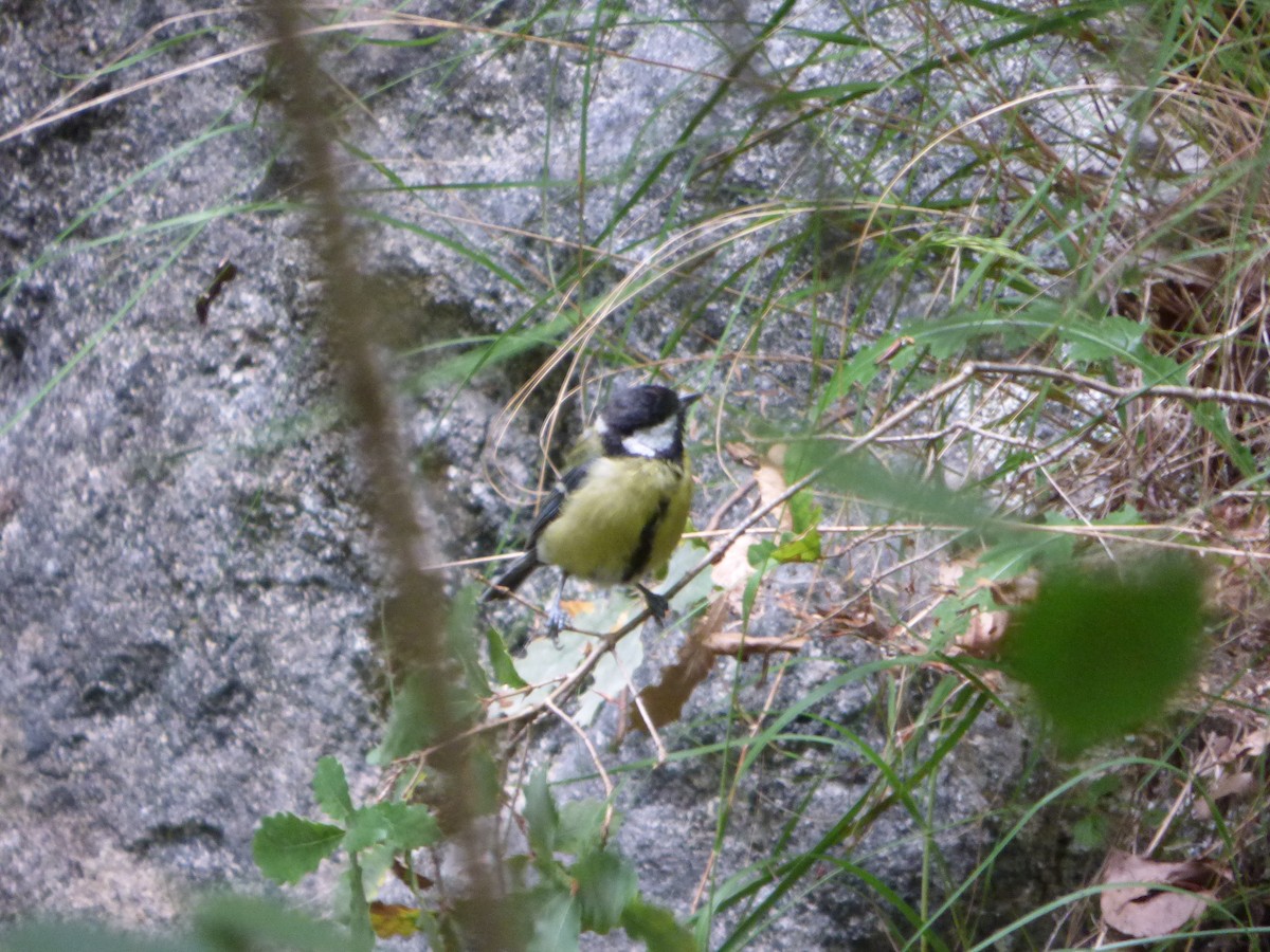 Great Tit - ML636489981