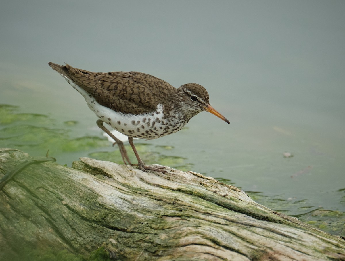 Spotted Sandpiper - ML636489986
