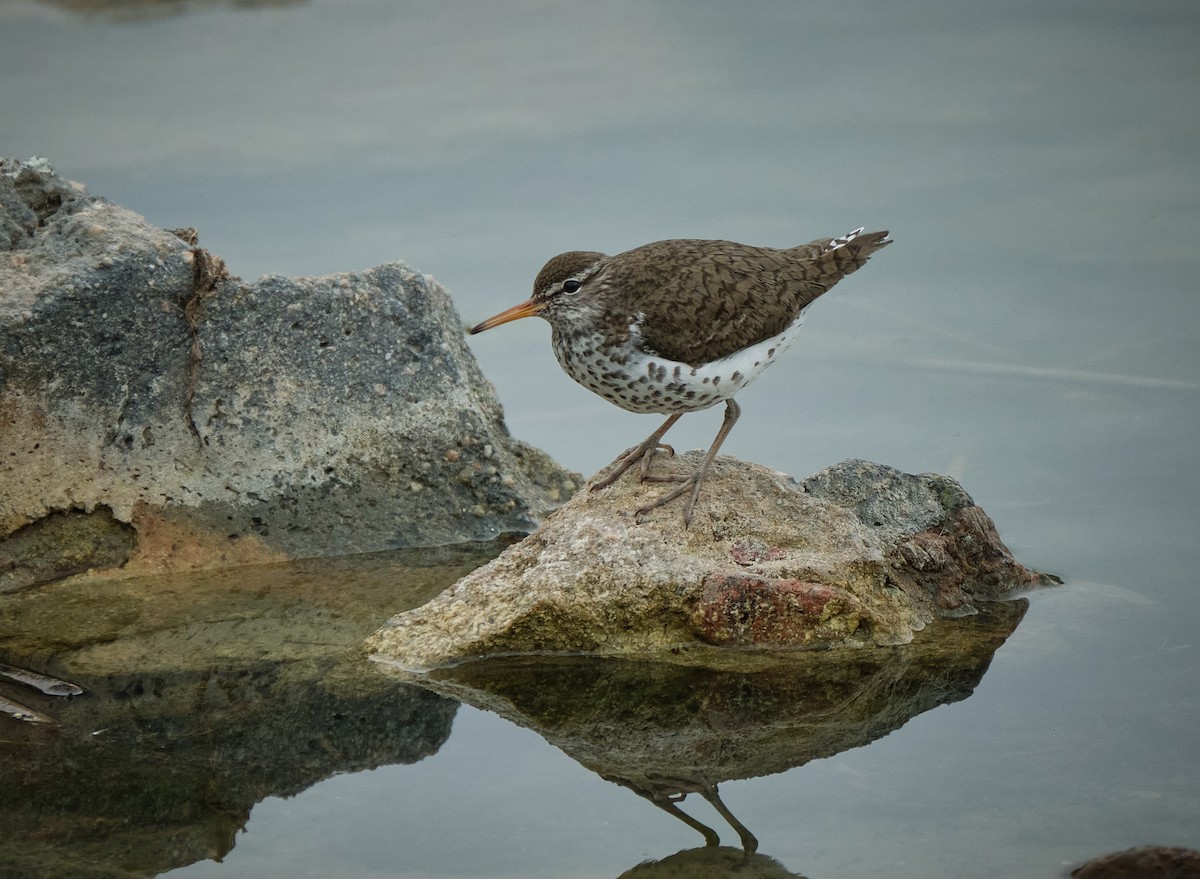 Spotted Sandpiper - ML636489987