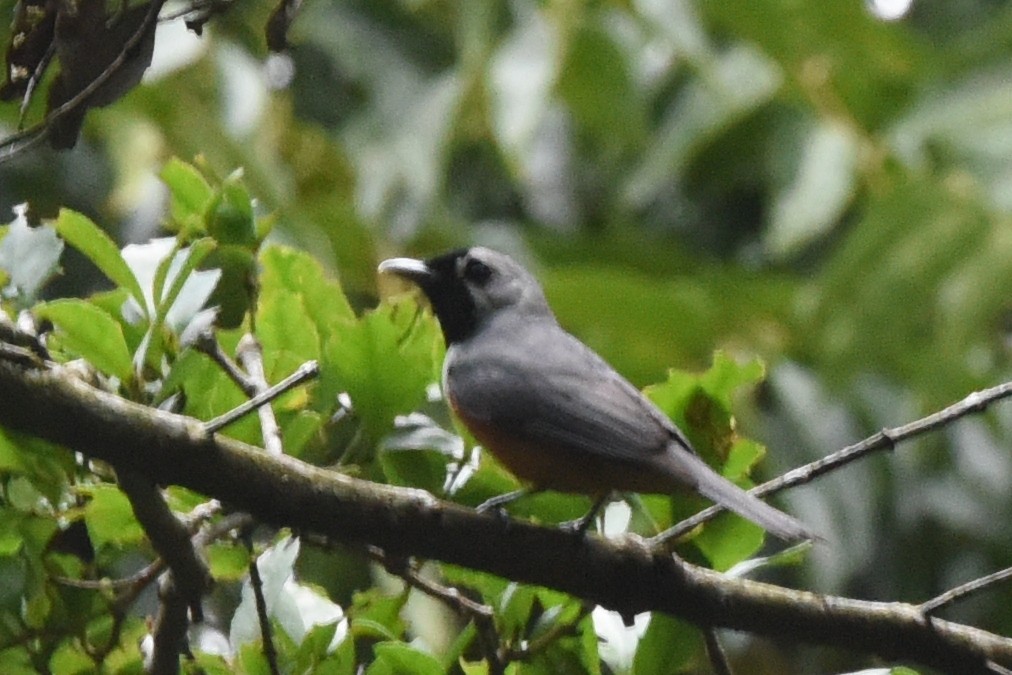 Black-faced Monarch - ML636489990