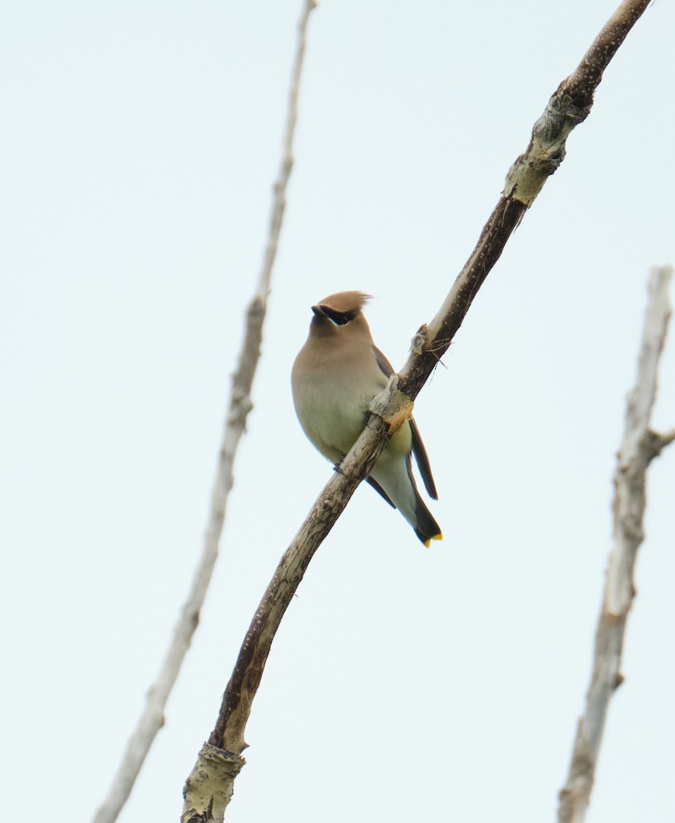 Cedar Waxwing - ML636490005