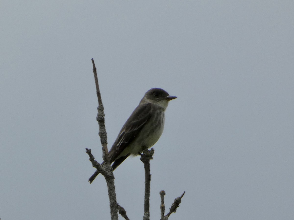 Olive-sided Flycatcher - ML636490029