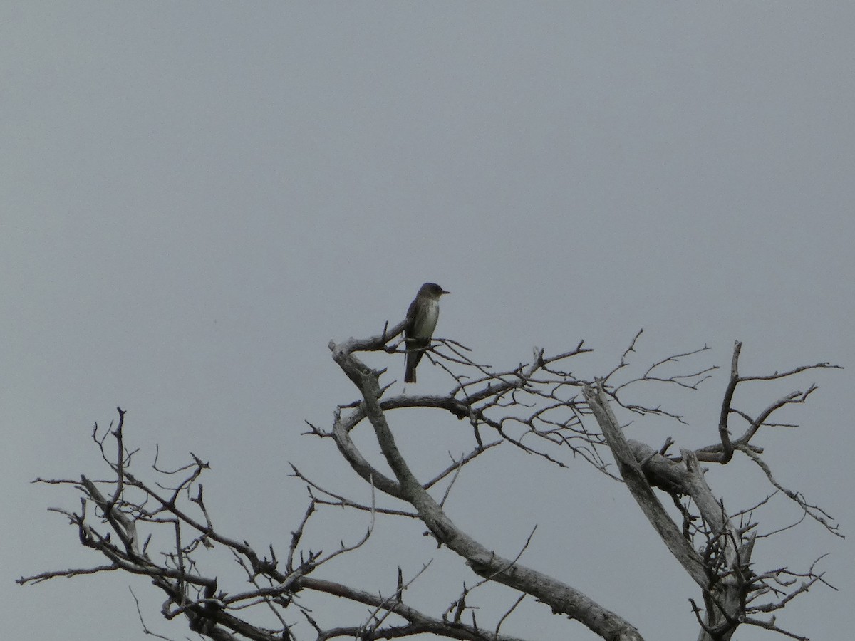 Olive-sided Flycatcher - ML636490030