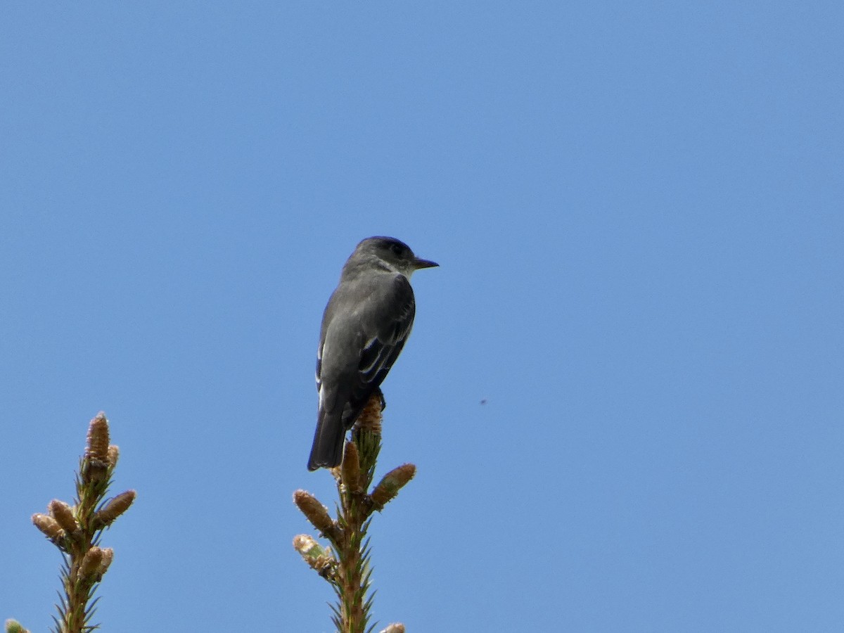 Olive-sided Flycatcher - ML636490031