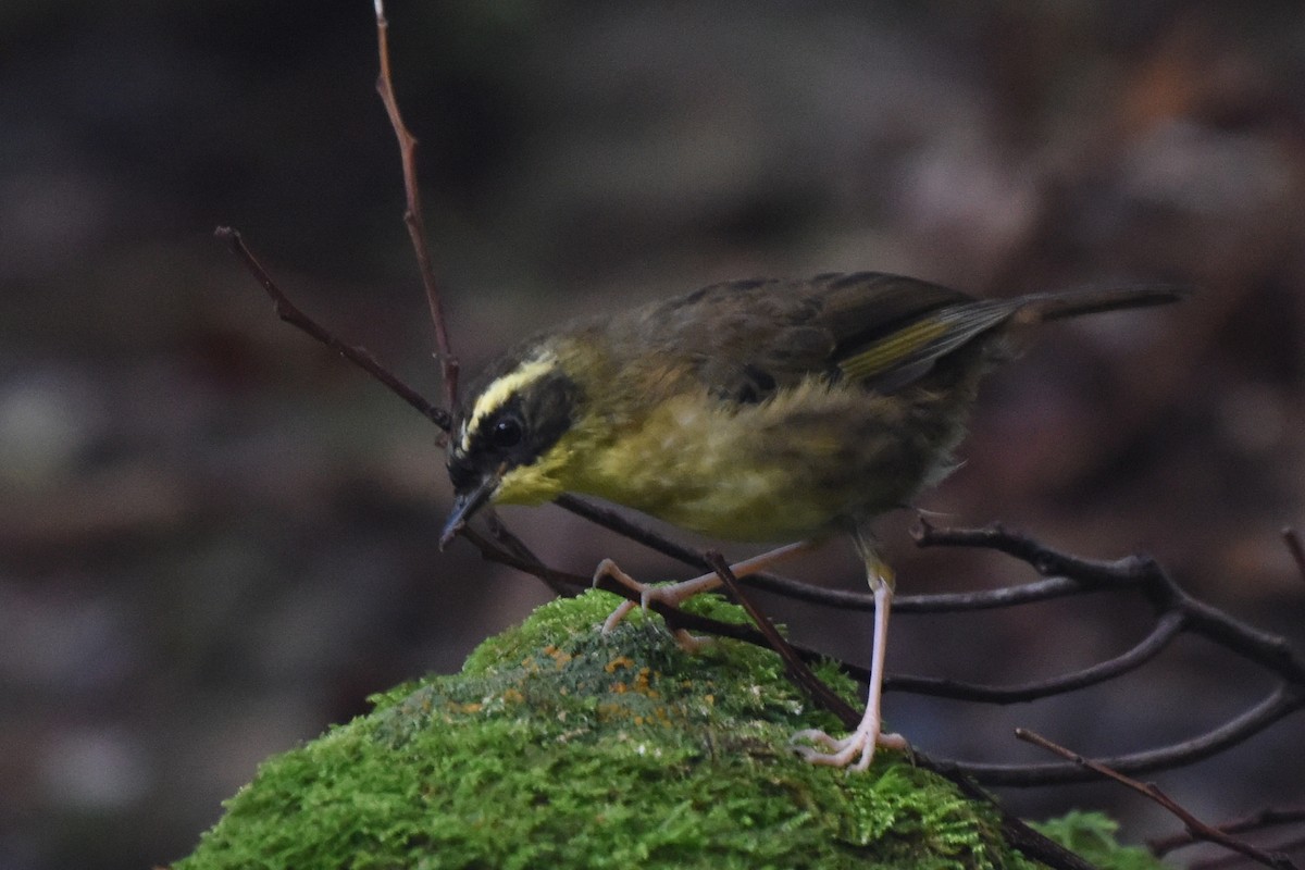 Yellow-throated Scrubwren - ML636490036