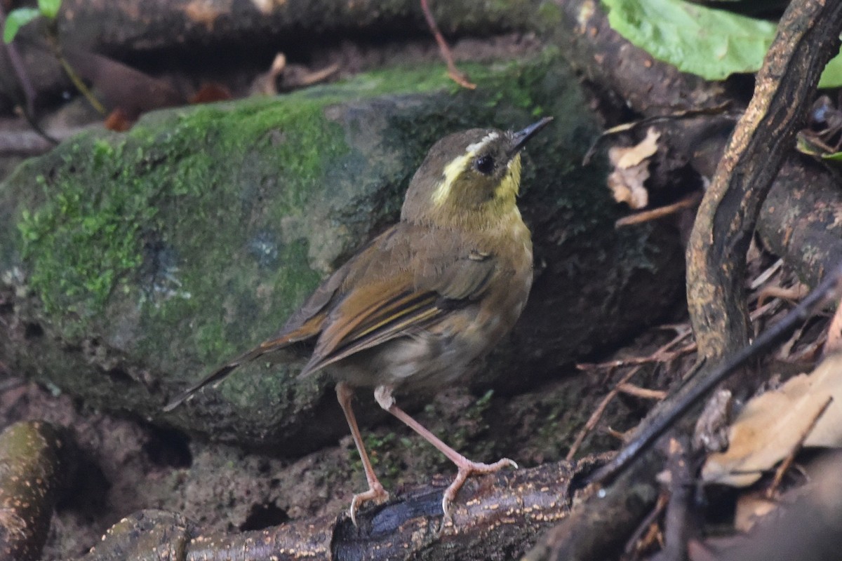 Yellow-throated Scrubwren - ML636490037