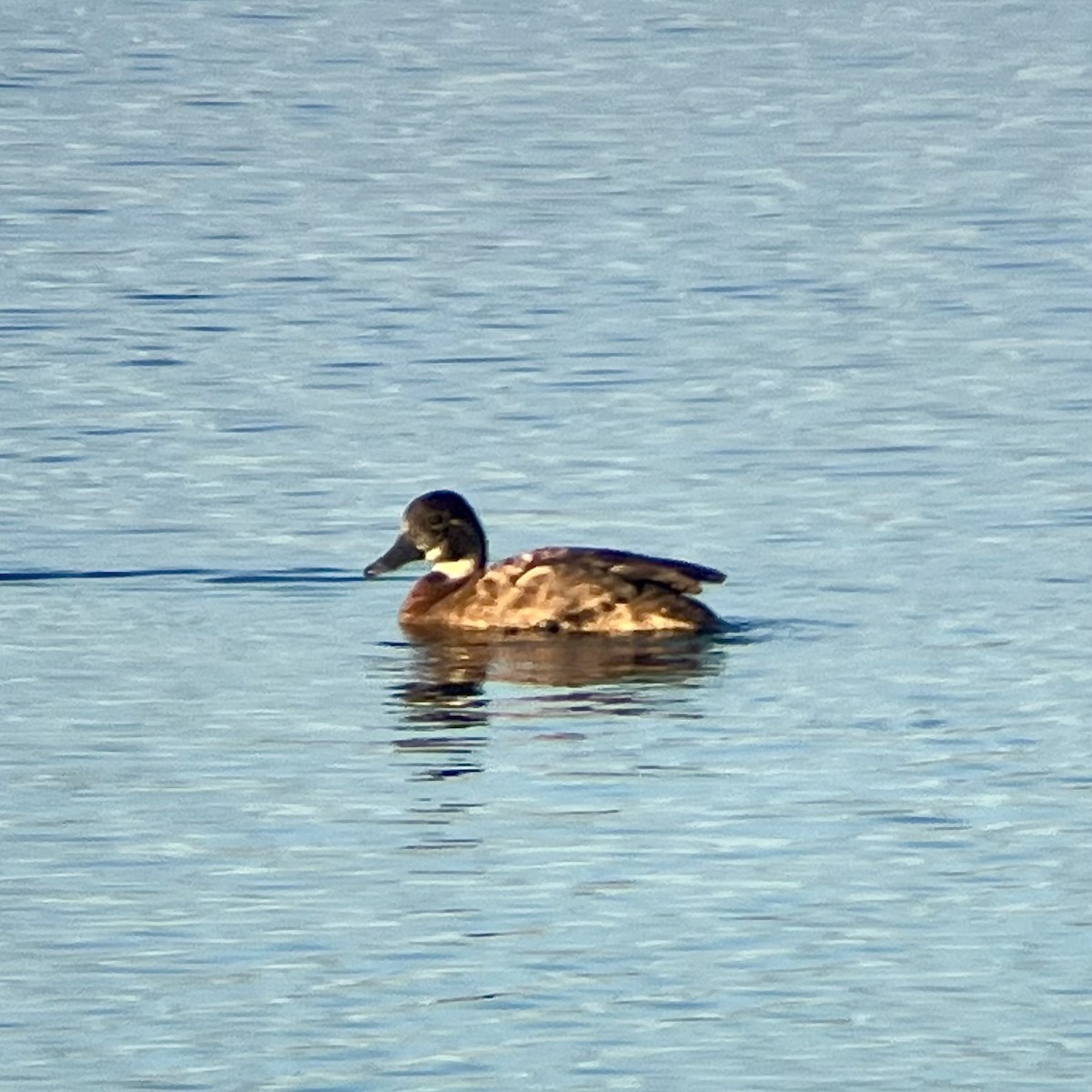 Southern Pochard - ML636490046