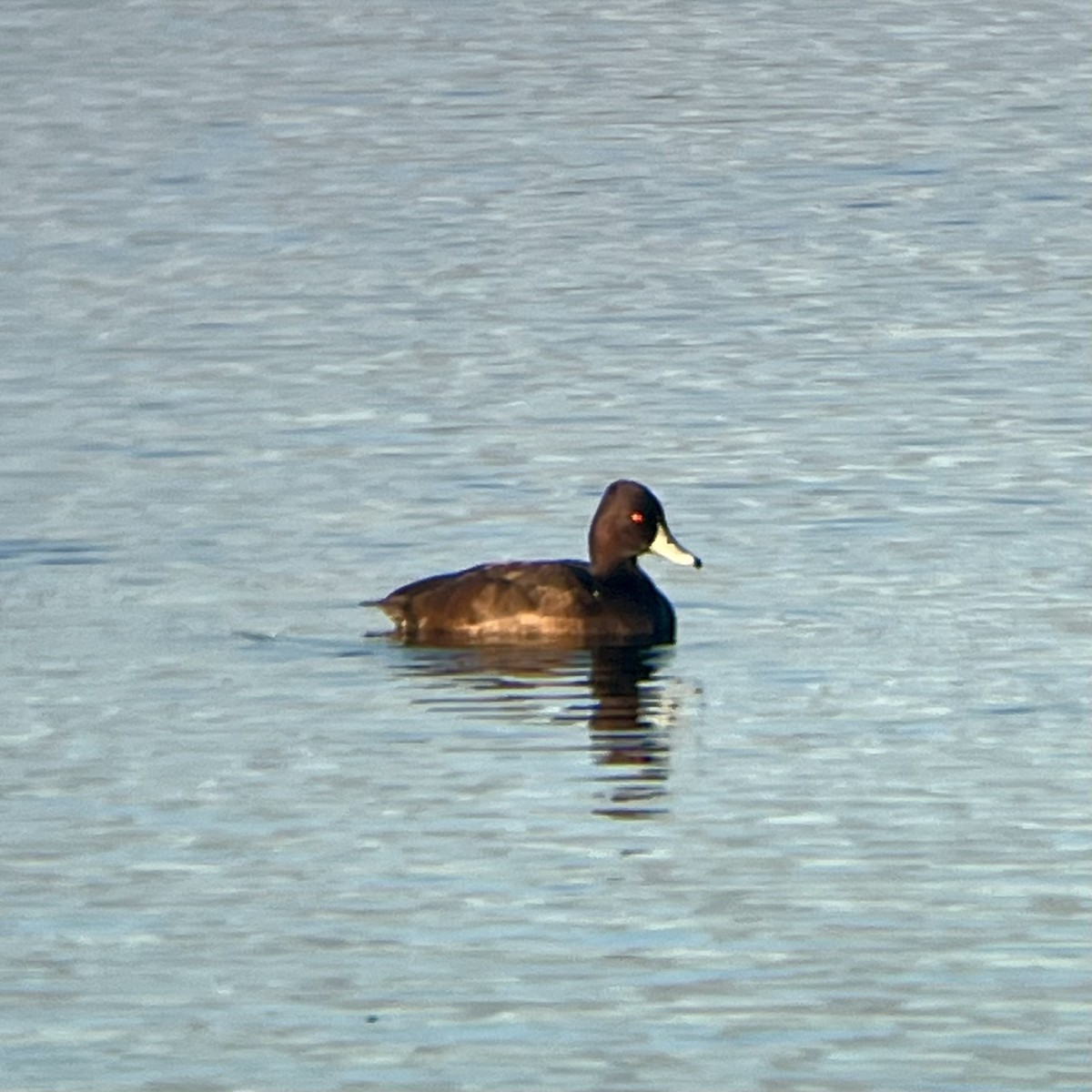 Southern Pochard - ML636490047