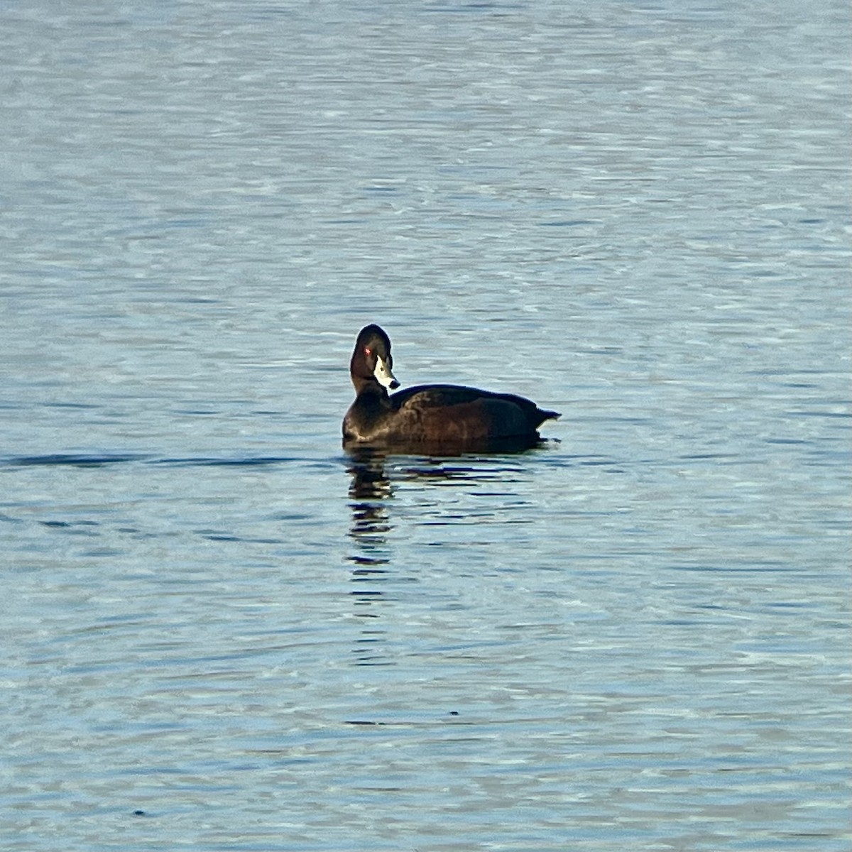 Southern Pochard - ML636490048