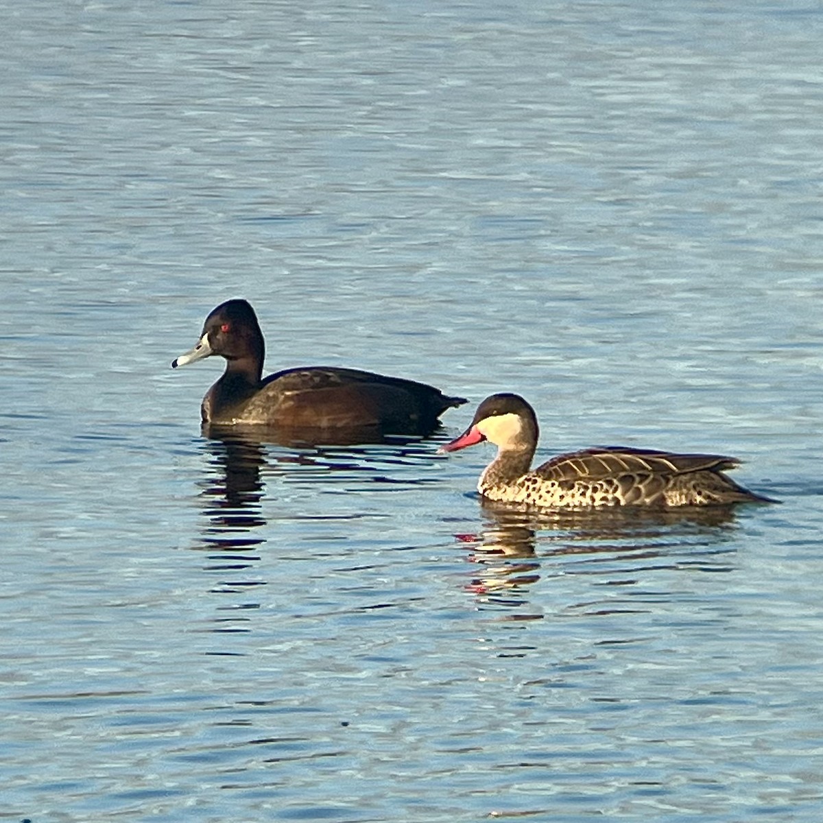 Southern Pochard - ML636490049