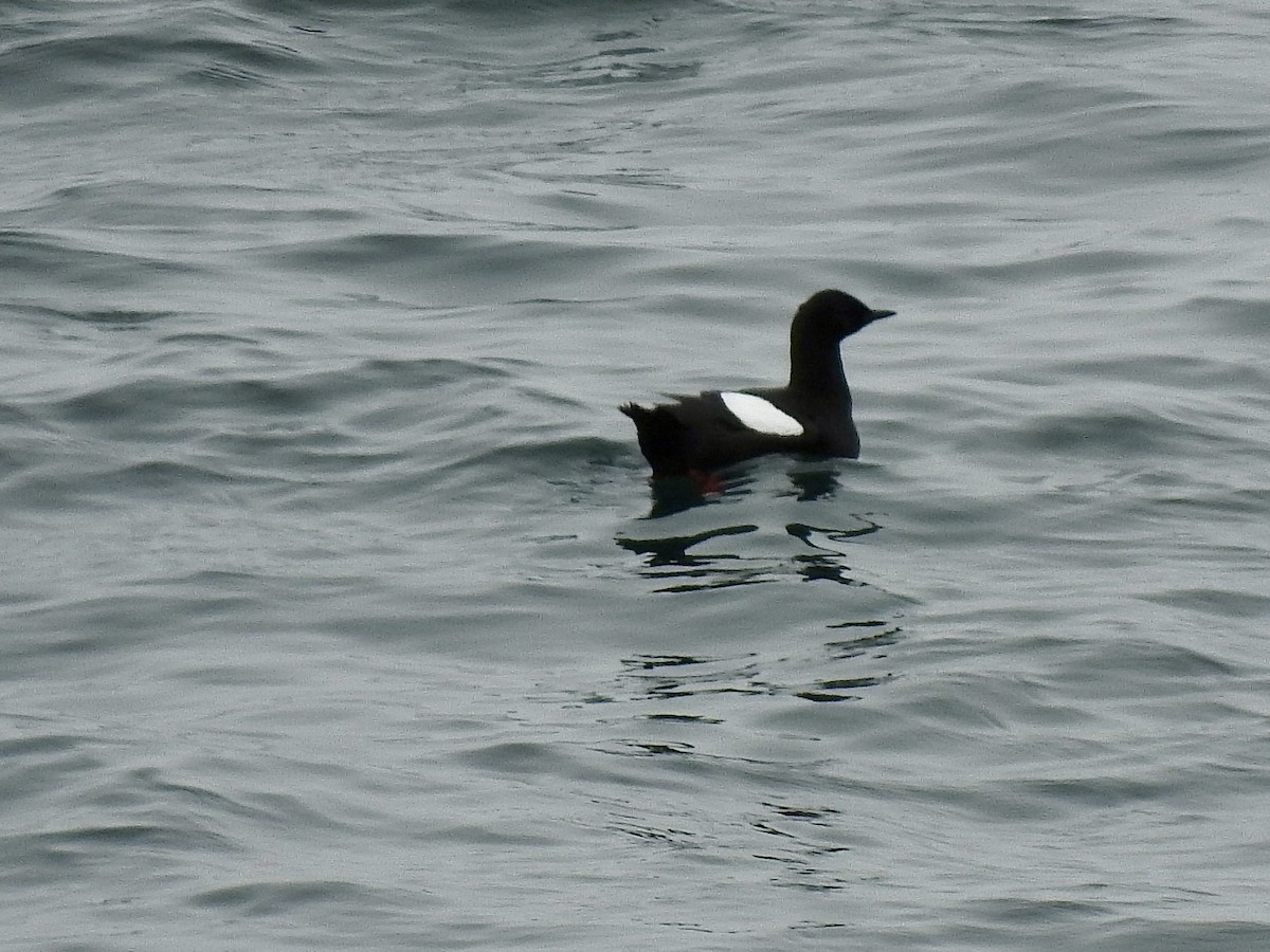 Black Guillemot - ML636490050