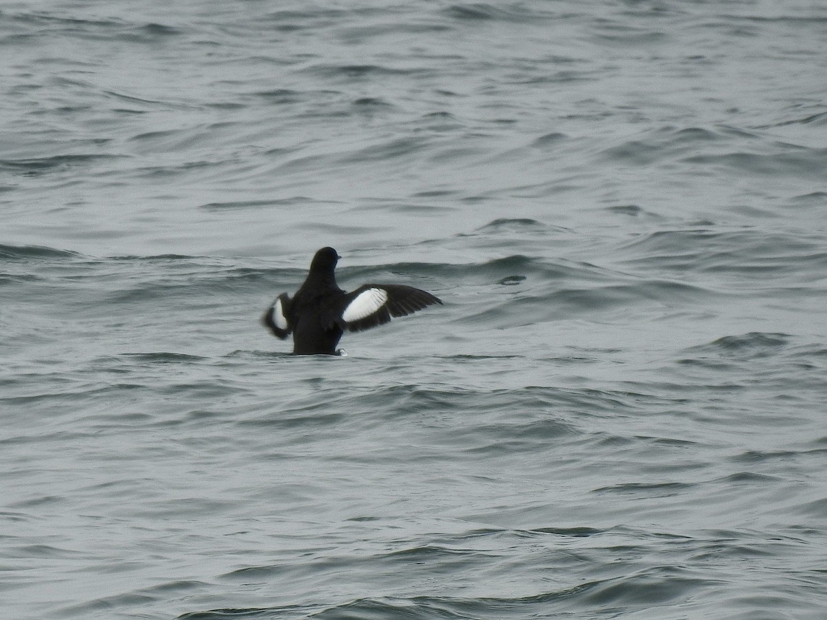 Black Guillemot - ML636490051