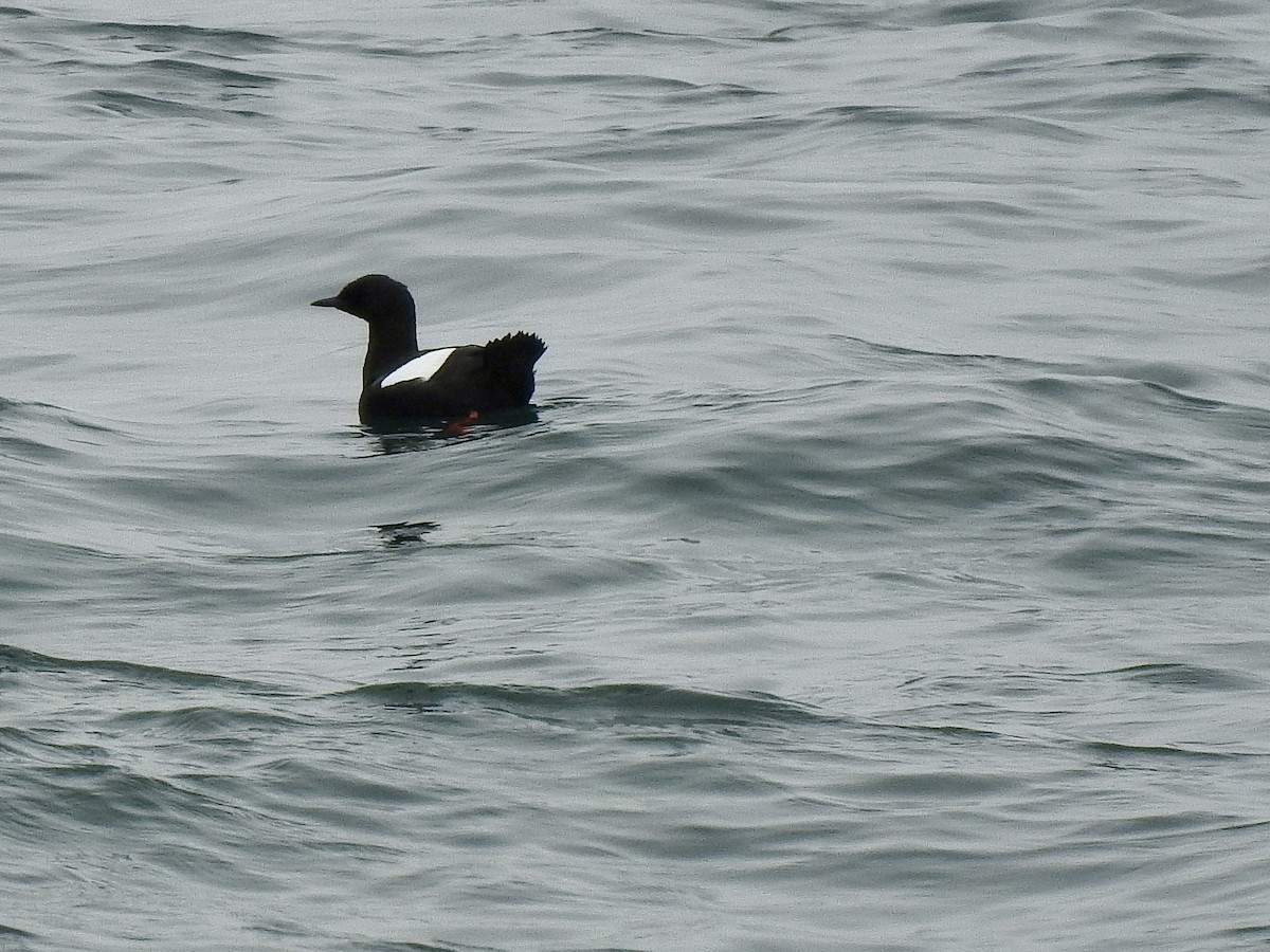 Black Guillemot - ML636490052