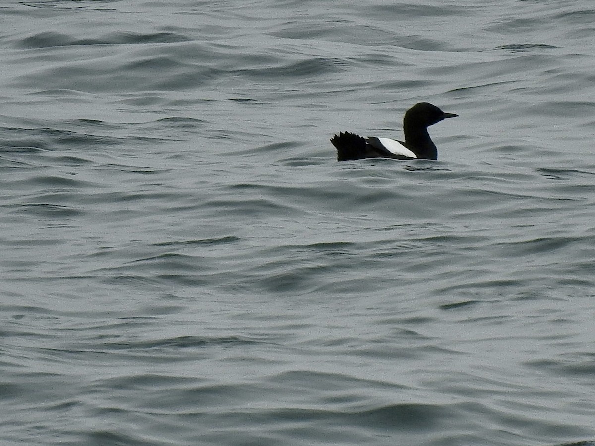 Black Guillemot - ML636490053