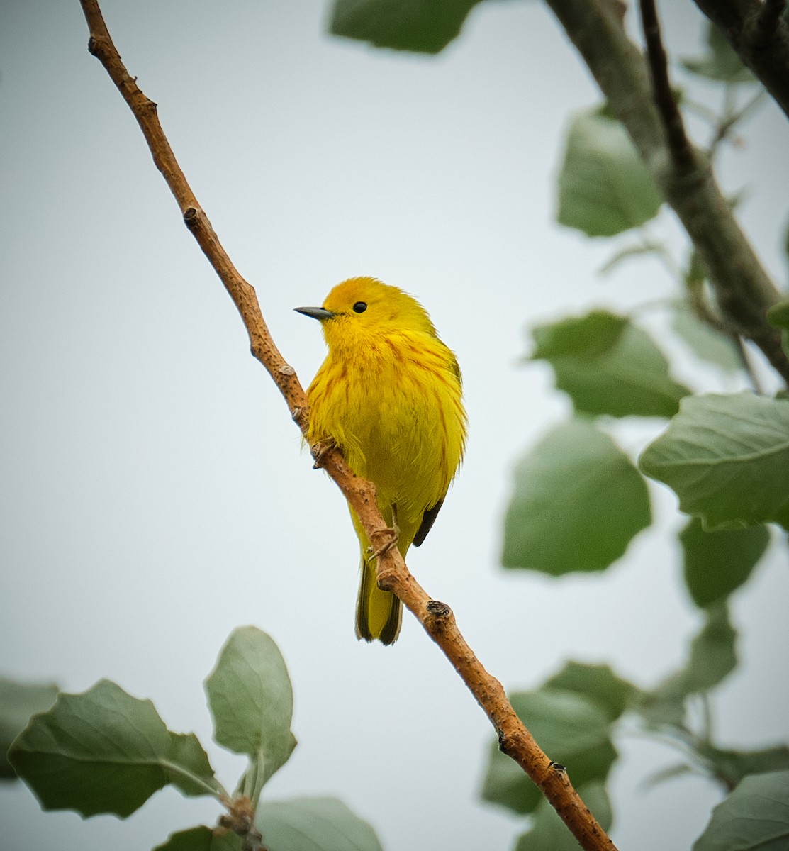 Yellow Warbler - ML636490057