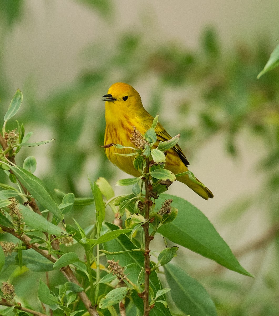 Yellow Warbler - ML636490058