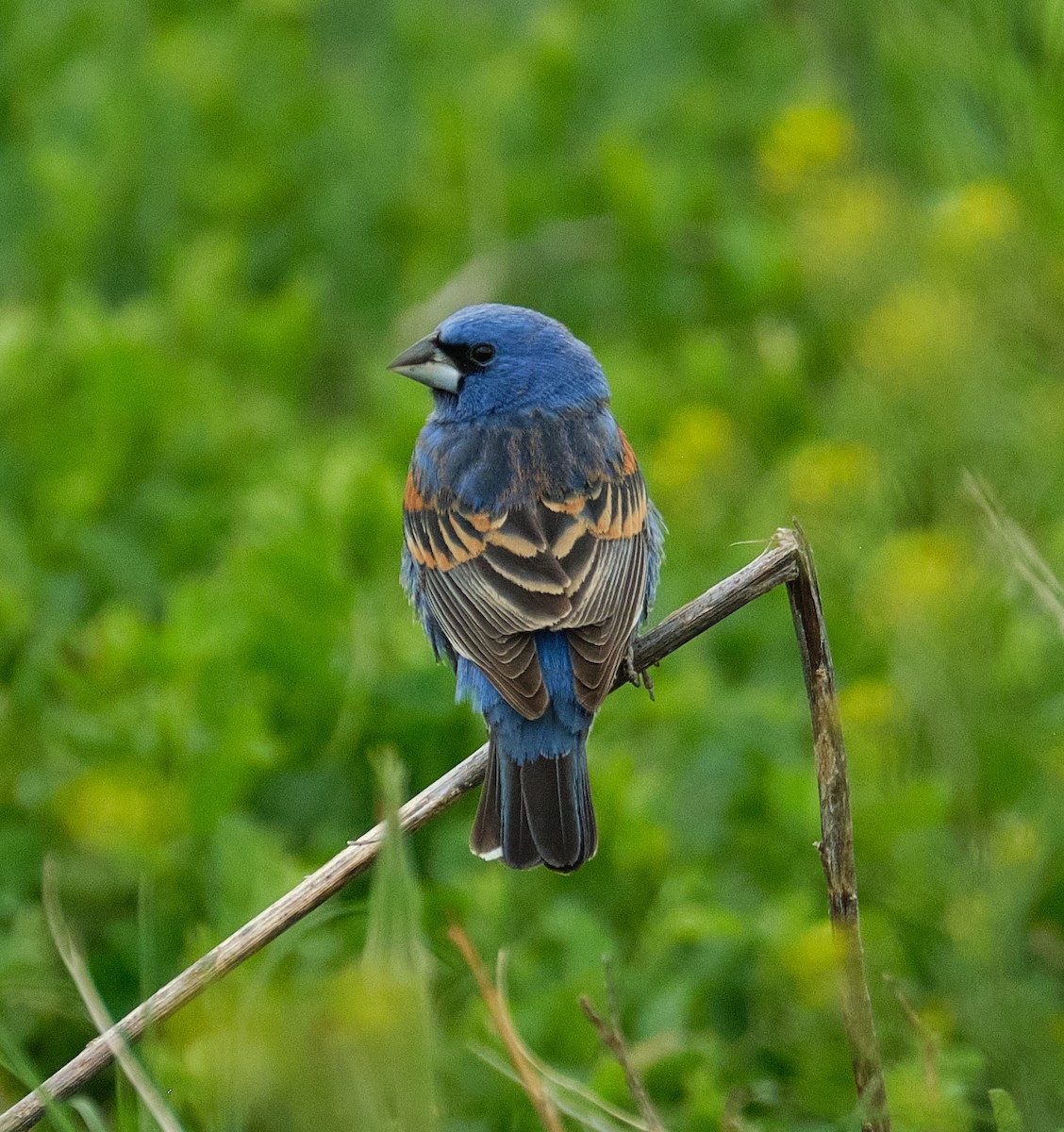 Blue Grosbeak - ML636490072