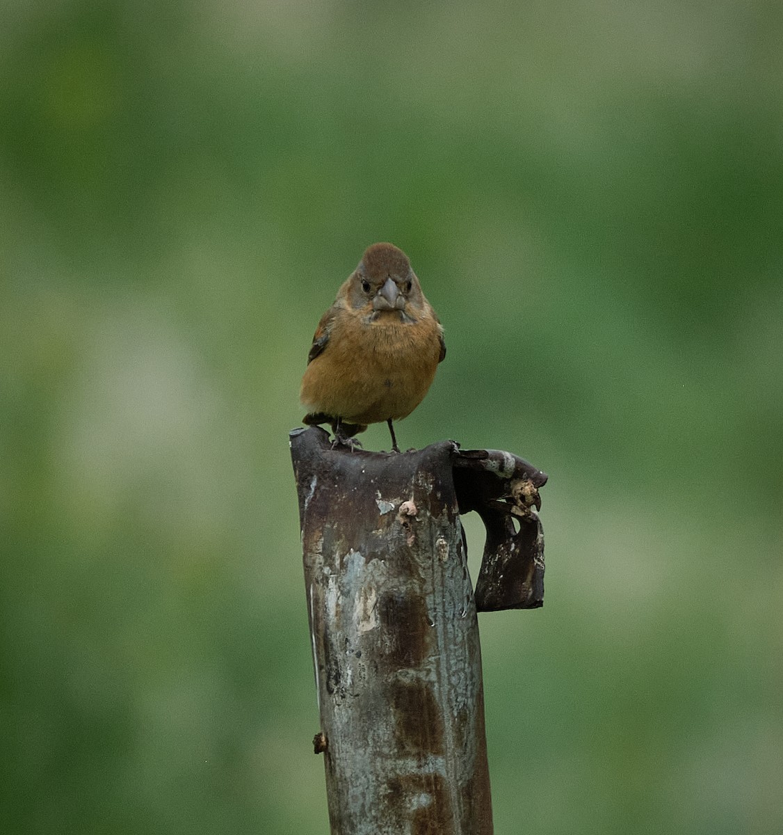 Blue Grosbeak - ML636490073