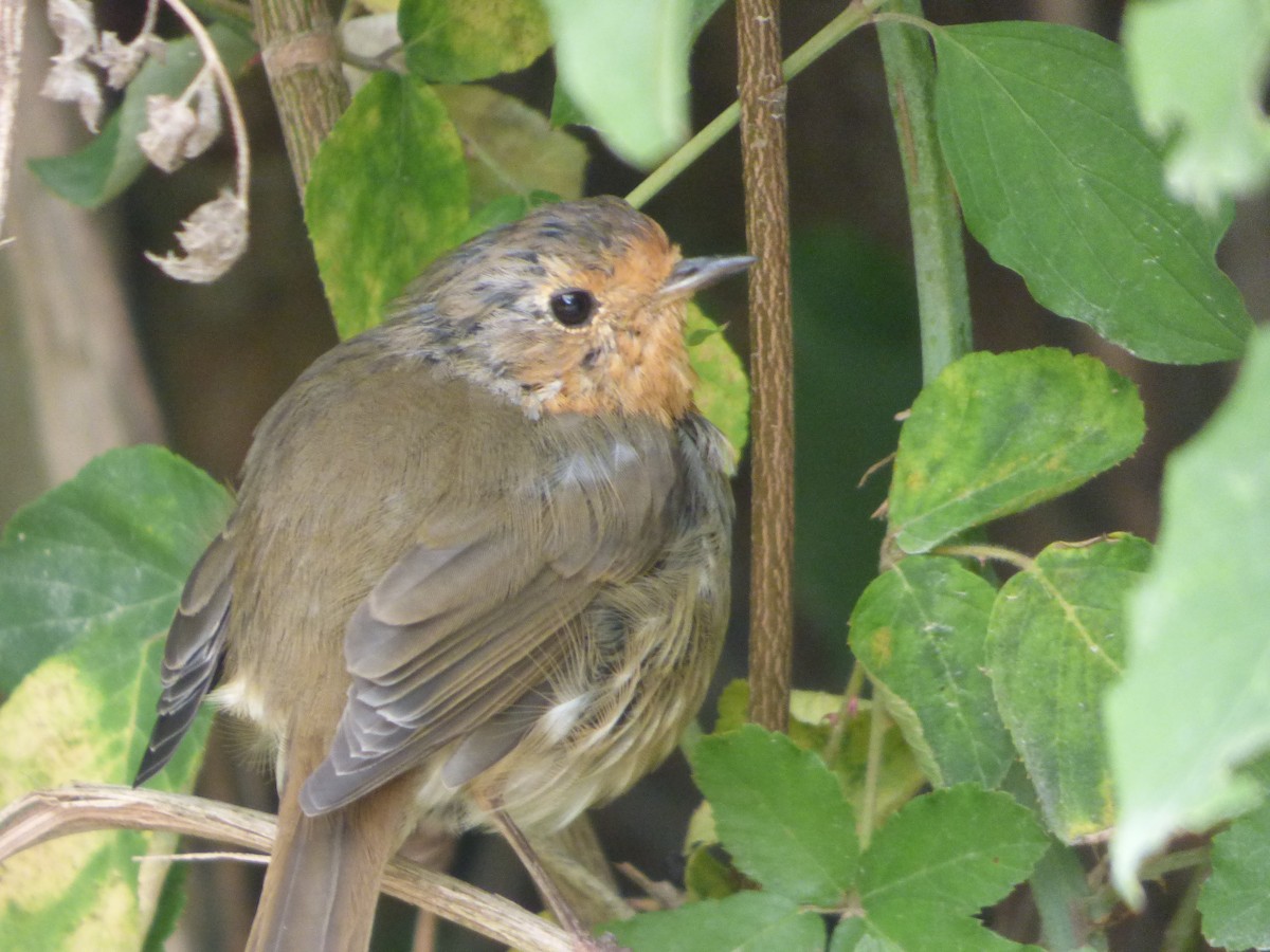 European Robin - ML636490083