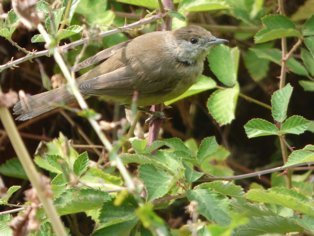 Eurasian Blackcap - ML636490086