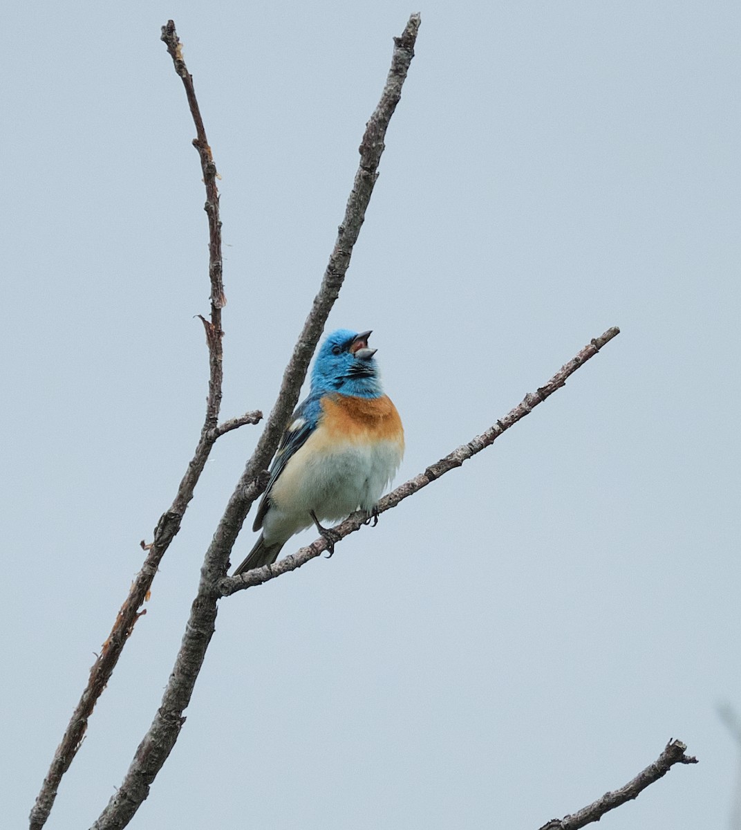 Lazuli Bunting - ML636490094