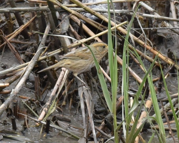 Nelson's/Saltmarsh Sparrow (Sharp-tailed Sparrow) - ML636490201