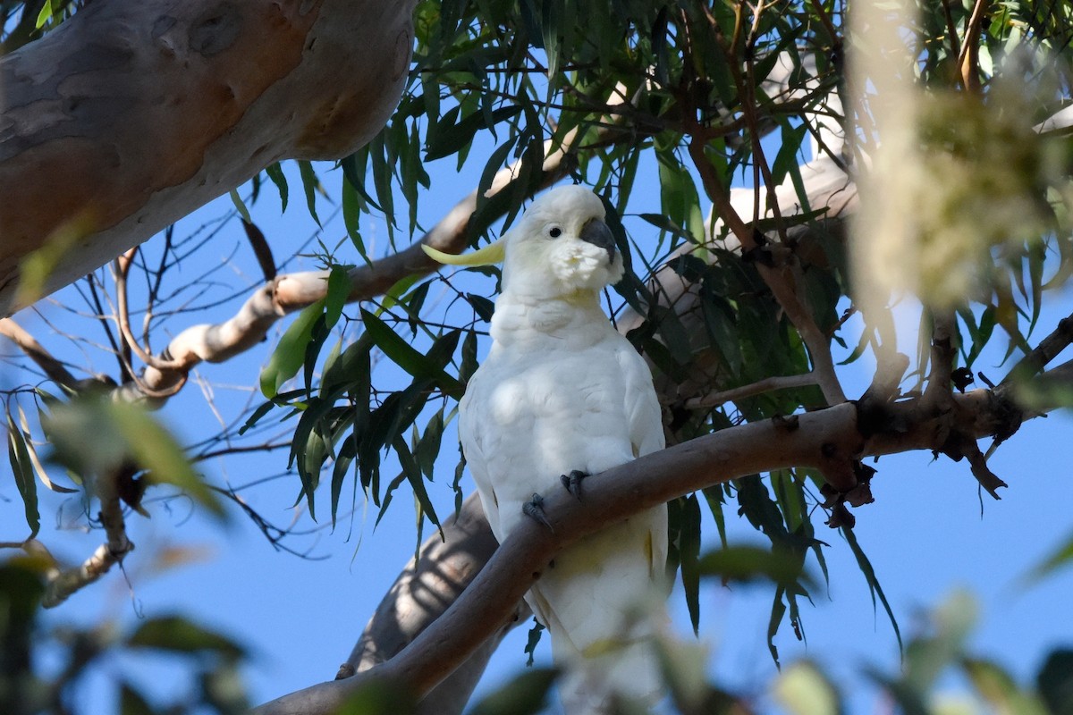 Sulphur-crested Cockatoo - ML636490300