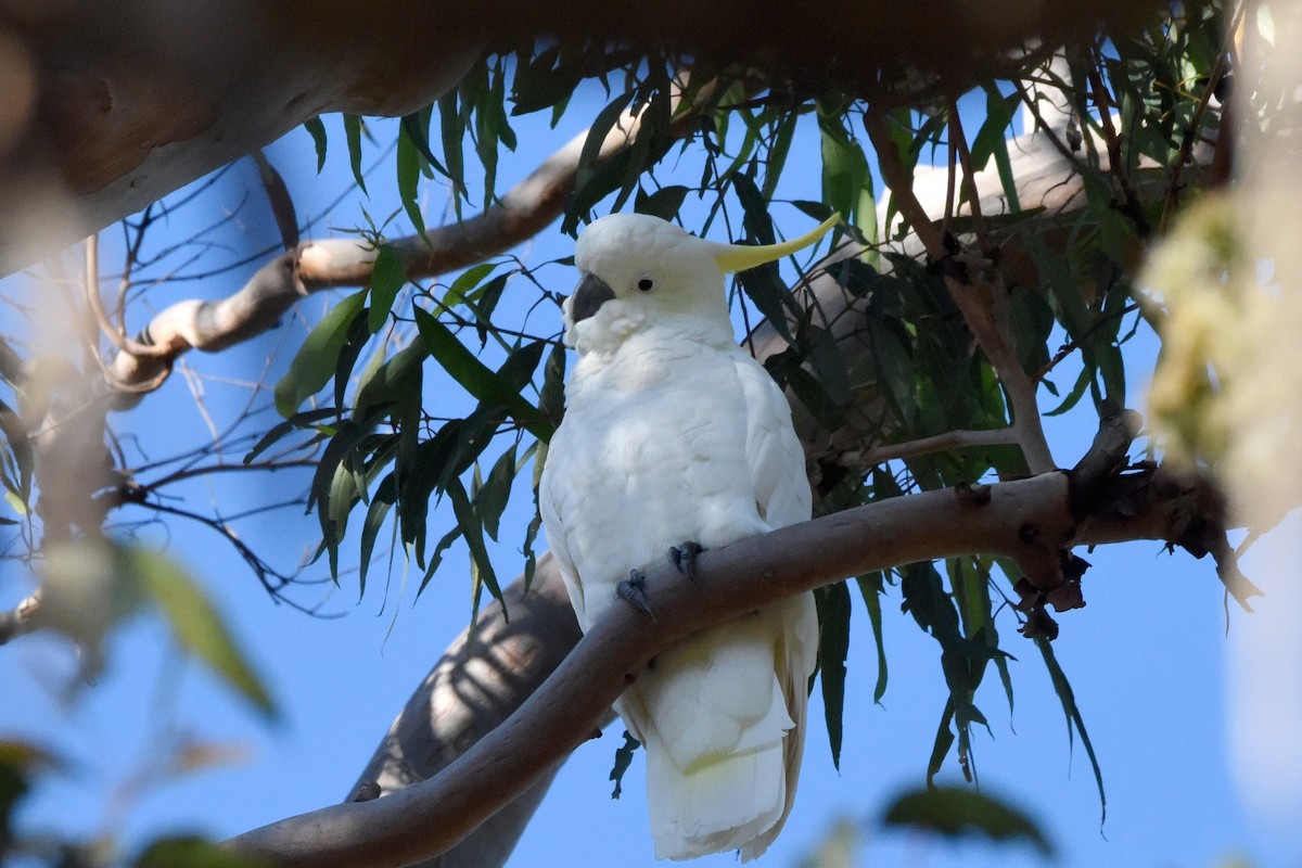 Sulphur-crested Cockatoo - ML636490302