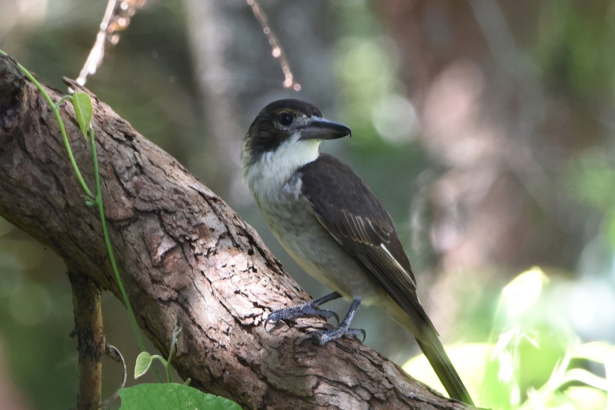 Gray Butcherbird - ML636490368