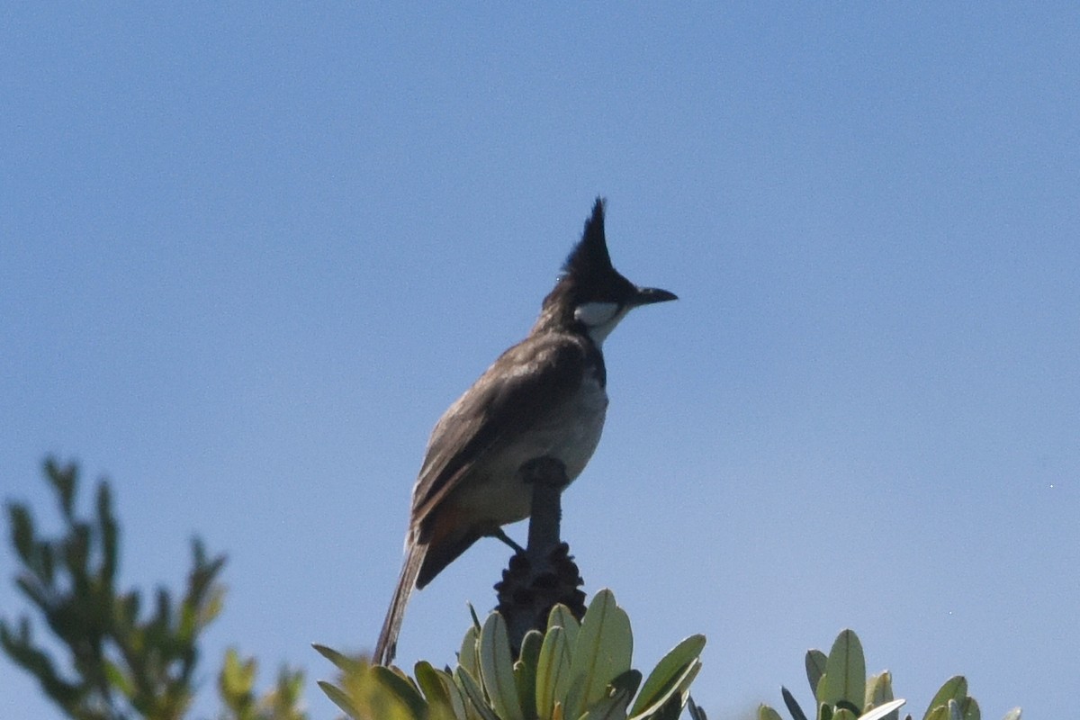 Red-whiskered Bulbul - ML636490374