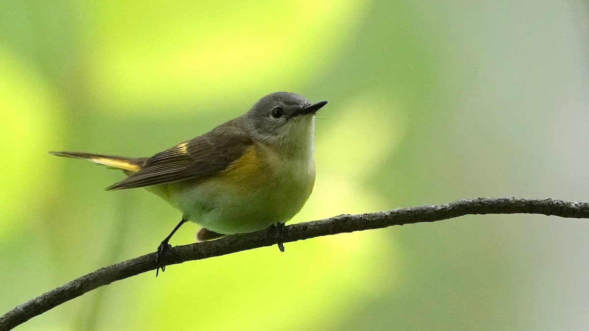 American Redstart - ML636490383