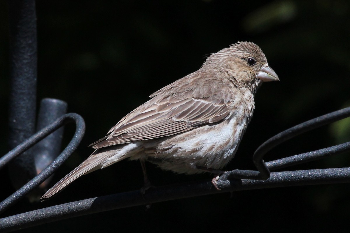 House Finch - ML636490404