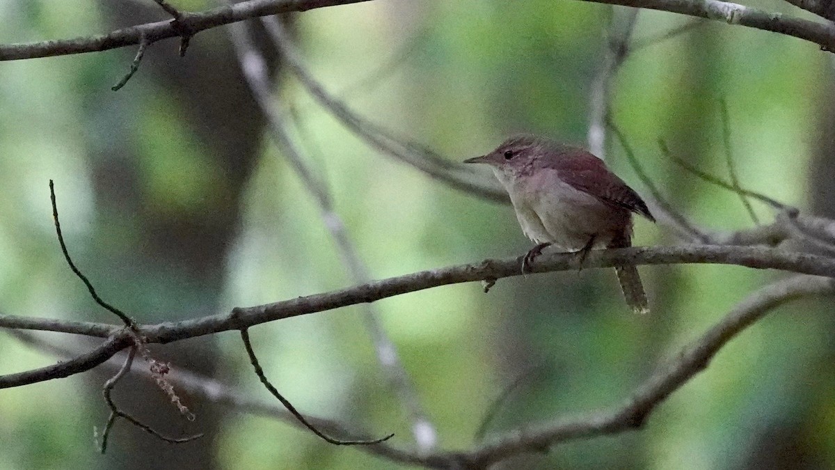 Northern House Wren - ML636490417