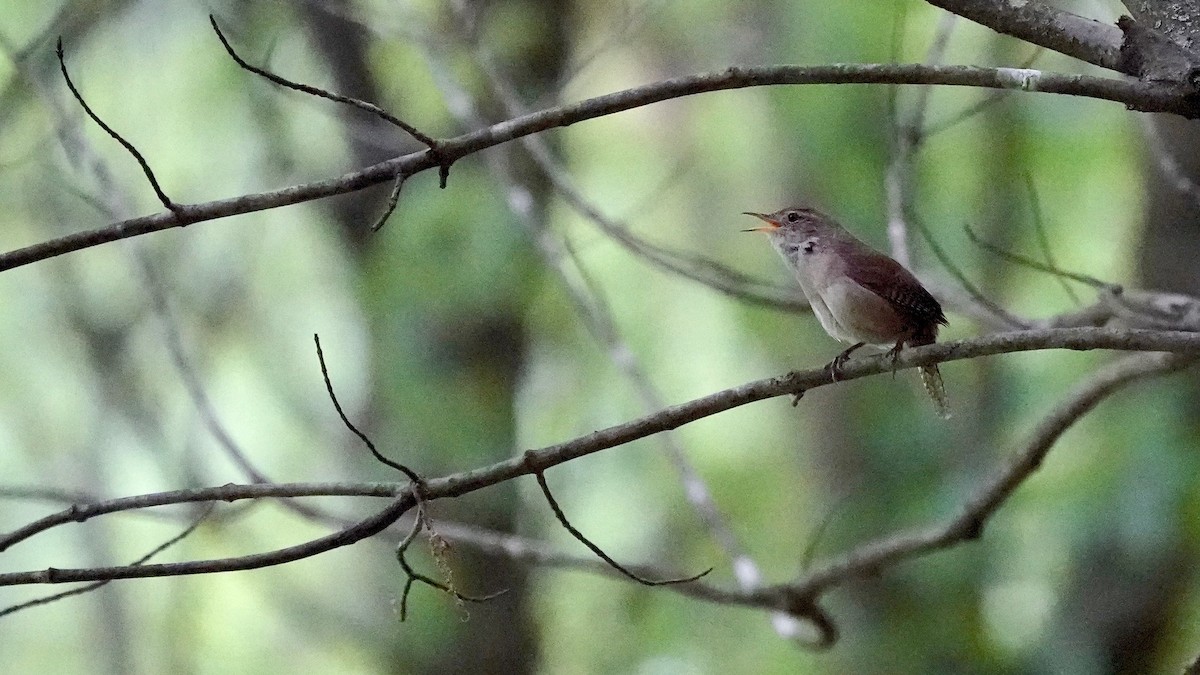 Northern House Wren - ML636490421