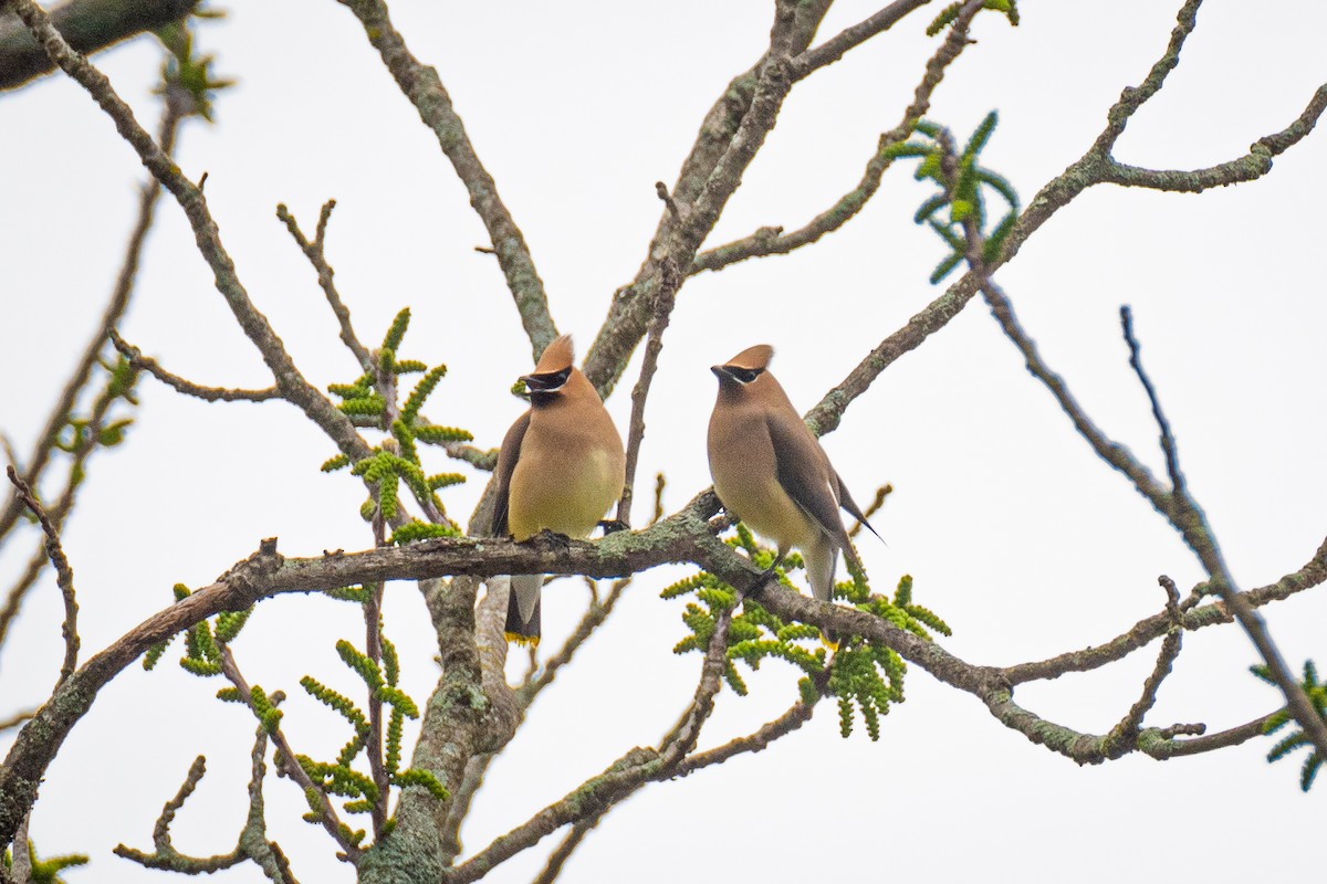 Cedar Waxwing - ML636490430