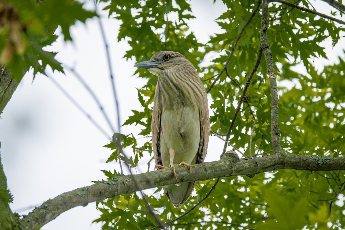 Black-crowned Night Heron - ML636490435