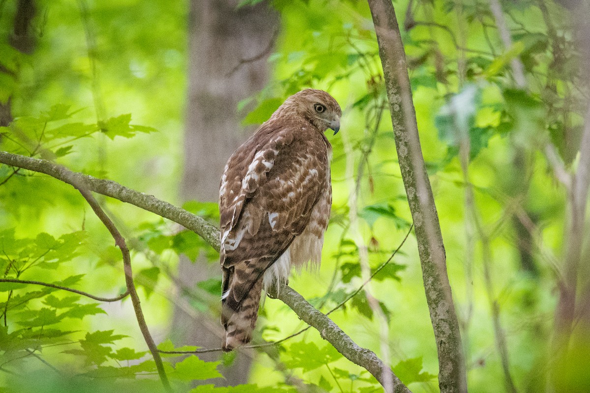 Red-tailed Hawk - ML636490440