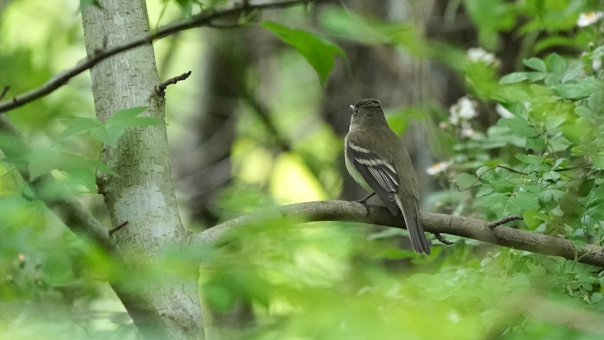 Alder Flycatcher - ML636490450