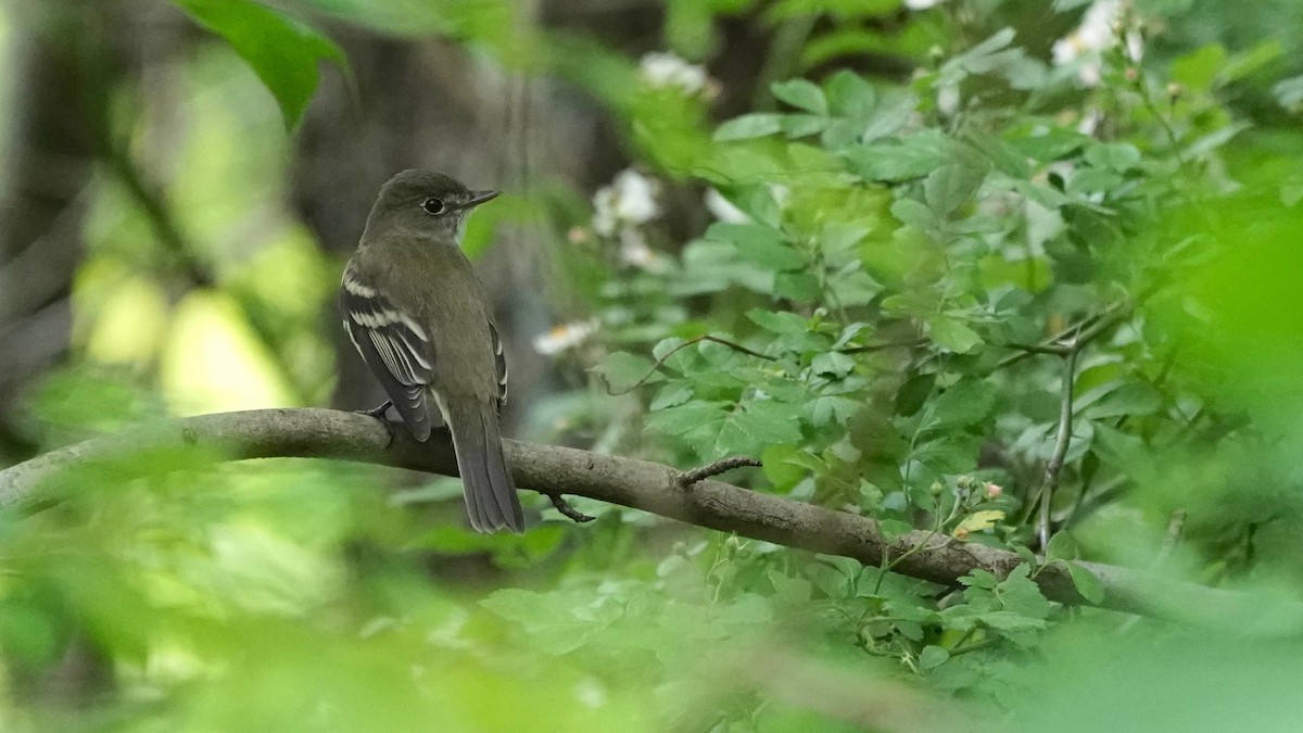 Alder Flycatcher - ML636490452