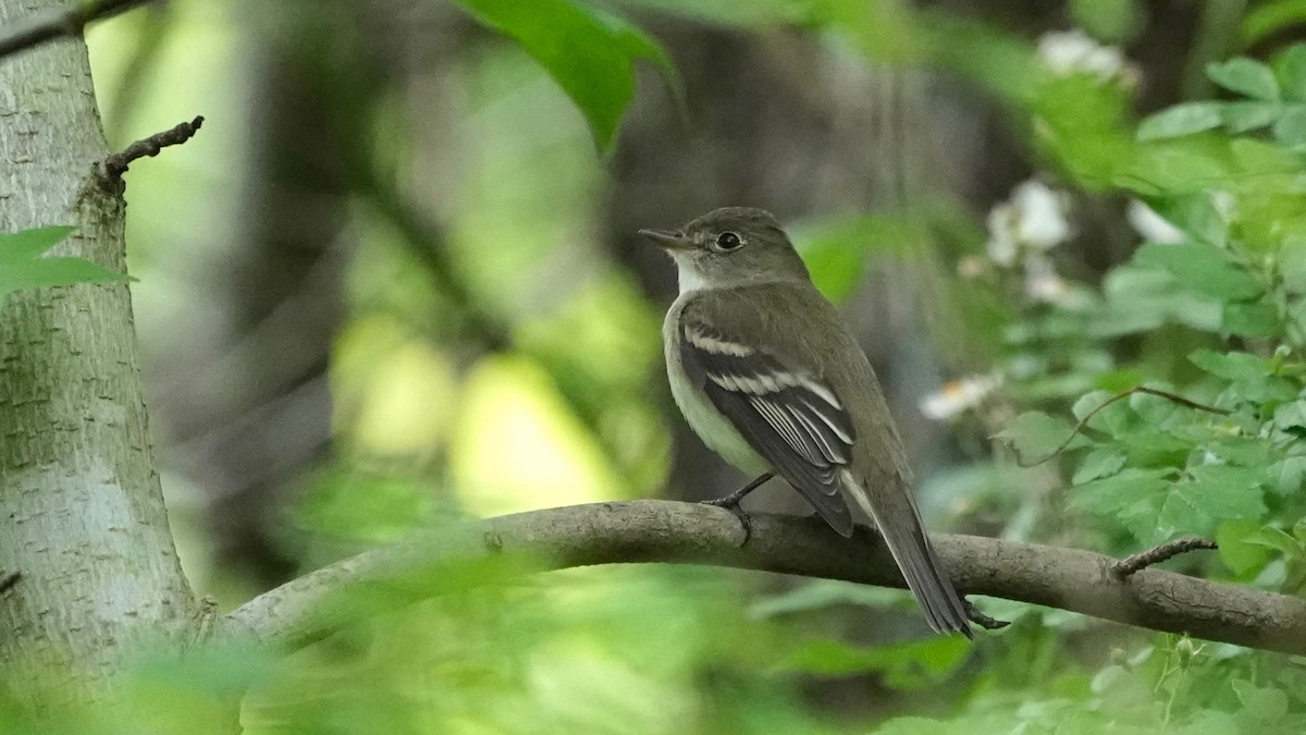 Alder Flycatcher - ML636490468