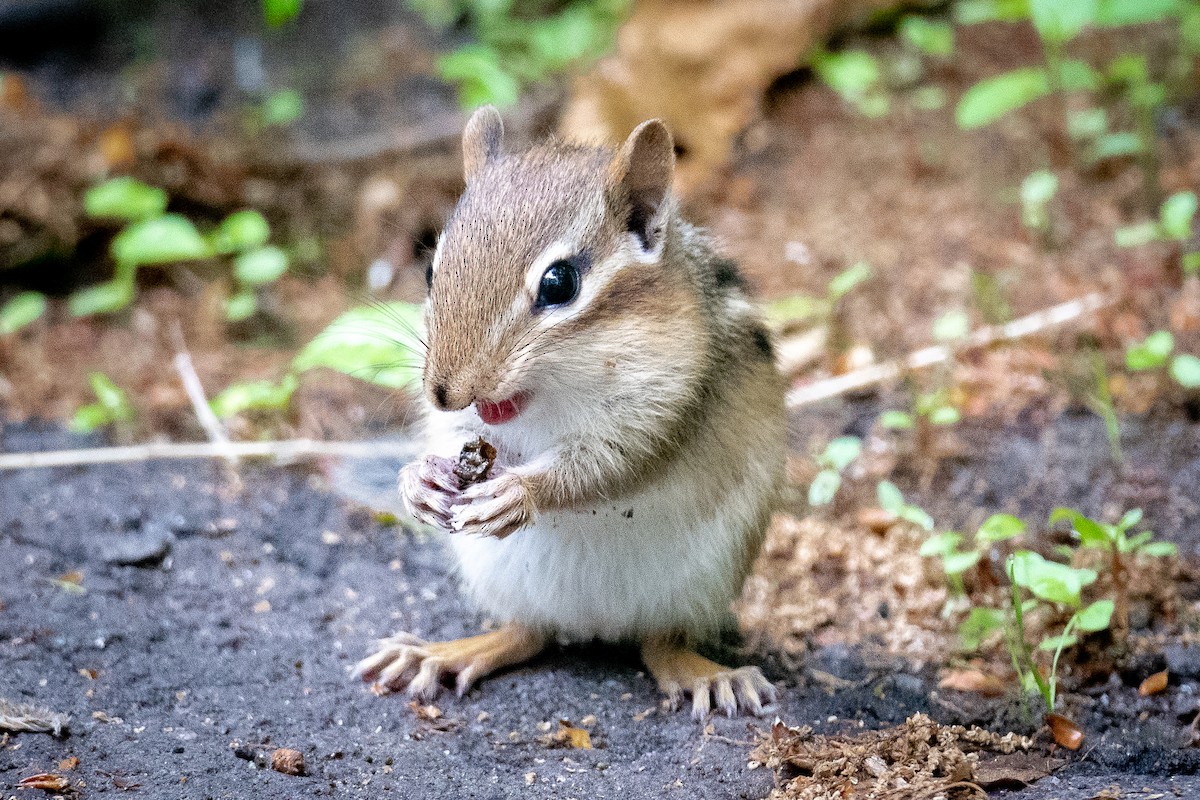 Eastern Chipmunk - ML636490472