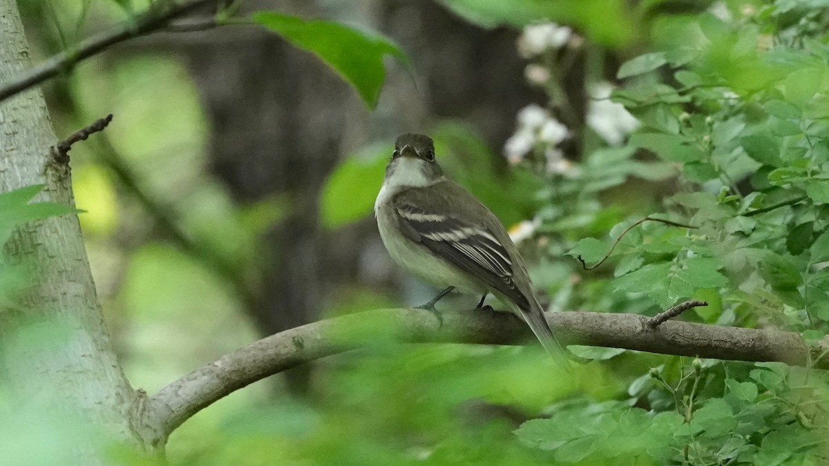 Alder Flycatcher - ML636490473