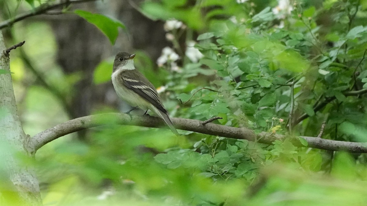 Alder Flycatcher - ML636490475